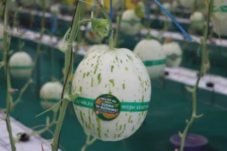 Melon hasil riste UGM yang diaplikasikan pesantren. Foto: Dok UGM