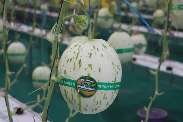 Melon hasil riste UGM yang diaplikasikan pesantren. Foto: Dok UGM