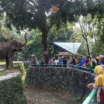 Kandang Gajah di KB Ragunan. Foto : Ist