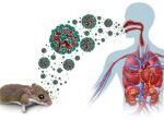 hantavirus tikus
