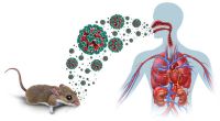 hantavirus tikus