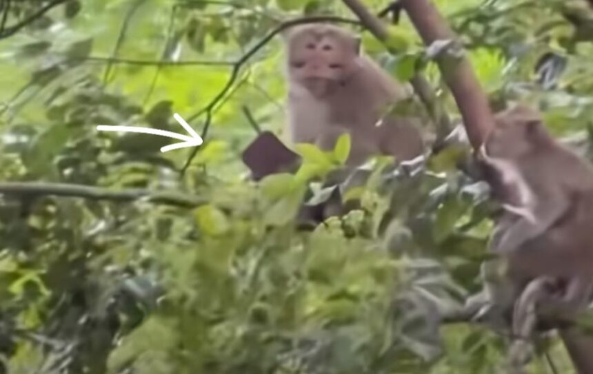 mky
