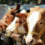 sapi