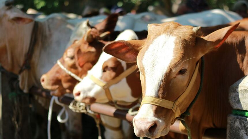 sapi