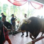 sapi hewan kurban