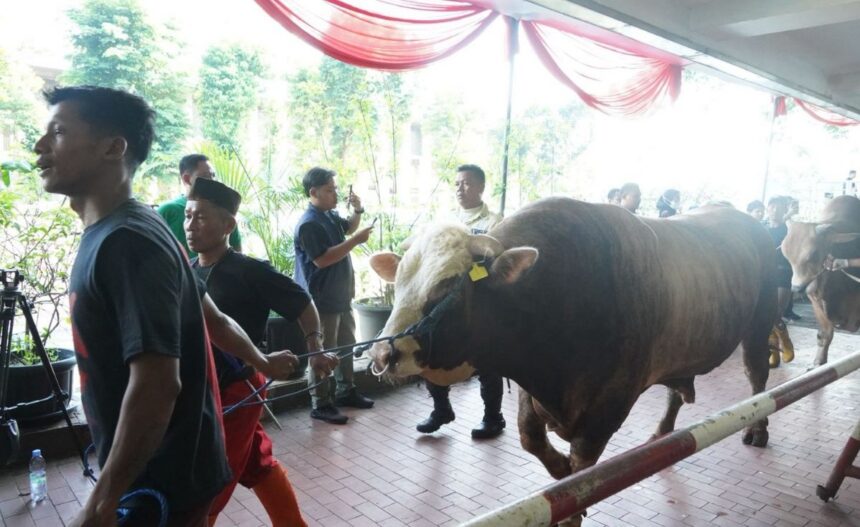 sapi hewan kurban