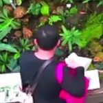 Tanaman konservasi langka di Kebun Raya Bogor ternyata jadi sasaran pencurian. Foto: Tangkap layar IG @bogor24update