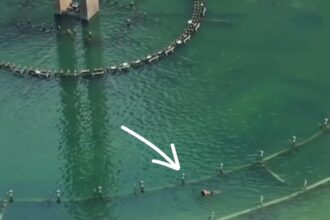 Sempat bikin geger, pria yang berenang di kolam Bundaran HI ternyata bukan warga biasa, melainkan petugas yang sedang melakukan perawatan rutin. Foto: Tangkapan layar Instagram @sekitar_jaksel