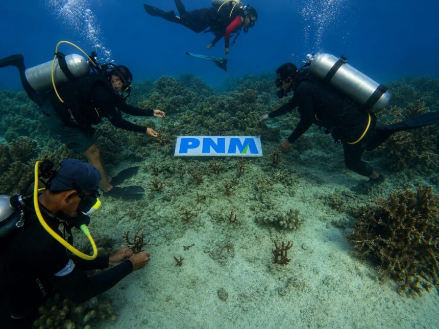PNM lakukan pelestarian ekosistem laut. Foto: dok. PNM