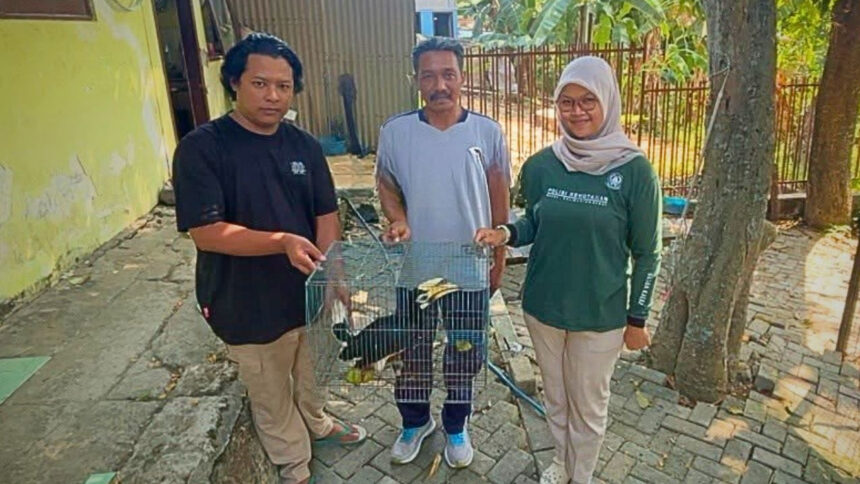 Warga menyerahkan Burung Kangkareng Perut Putih kepada BKSDA Jawa Timur. Foto: Dok ksdae.kehutanan.go.id