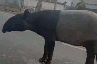Seekor tapir liar di Jalan Lintas Timur (Jalintim) Mesuji ditemukan tewas diduga dibunuh warga. Foto: TikTok @cantika.mode
