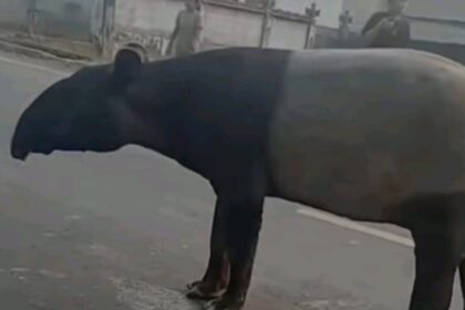 Seekor tapir liar di Jalan Lintas Timur (Jalintim) Mesuji ditemukan tewas diduga dibunuh warga. Foto: TikTok @cantika.mode
