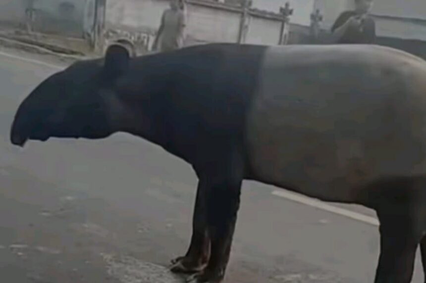 Seekor tapir liar di Jalan Lintas Timur (Jalintim) Mesuji ditemukan tewas diduga dibunuh warga. Foto: TikTok @cantika.mode