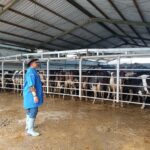 Balai Besar Pembibitan Ternak Unggul dan Hijauan Pakan Ternak (BBPTU-HPT) Baturraden meningkatkan produksi sekaligus penjualan susu segar hingga dua kali lipat. Foto: Dok Kementan