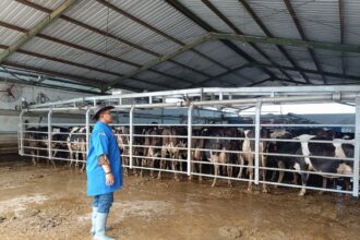 Balai Besar Pembibitan Ternak Unggul dan Hijauan Pakan Ternak (BBPTU-HPT) Baturraden meningkatkan produksi sekaligus penjualan susu segar hingga dua kali lipat. Foto: Dok Kementan