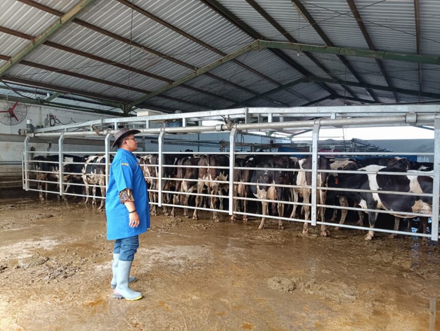 Balai Besar Pembibitan Ternak Unggul dan Hijauan Pakan Ternak (BBPTU-HPT) Baturraden meningkatkan produksi sekaligus penjualan susu segar hingga dua kali lipat. Foto: Dok Kementan