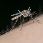 Ilustrasi: Indonesia bebas malaria. Foto; Jimbear/pexels