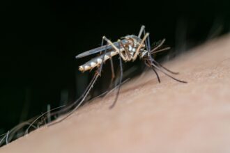 Ilustrasi: Indonesia bebas malaria. Foto; Jimbear/pexels