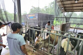 Melalui program klaster unggulan, BRI Peduli turut serta membantu meningkatkan kapasitas peternak sapi perah di Malang. Foto: Dok BRI